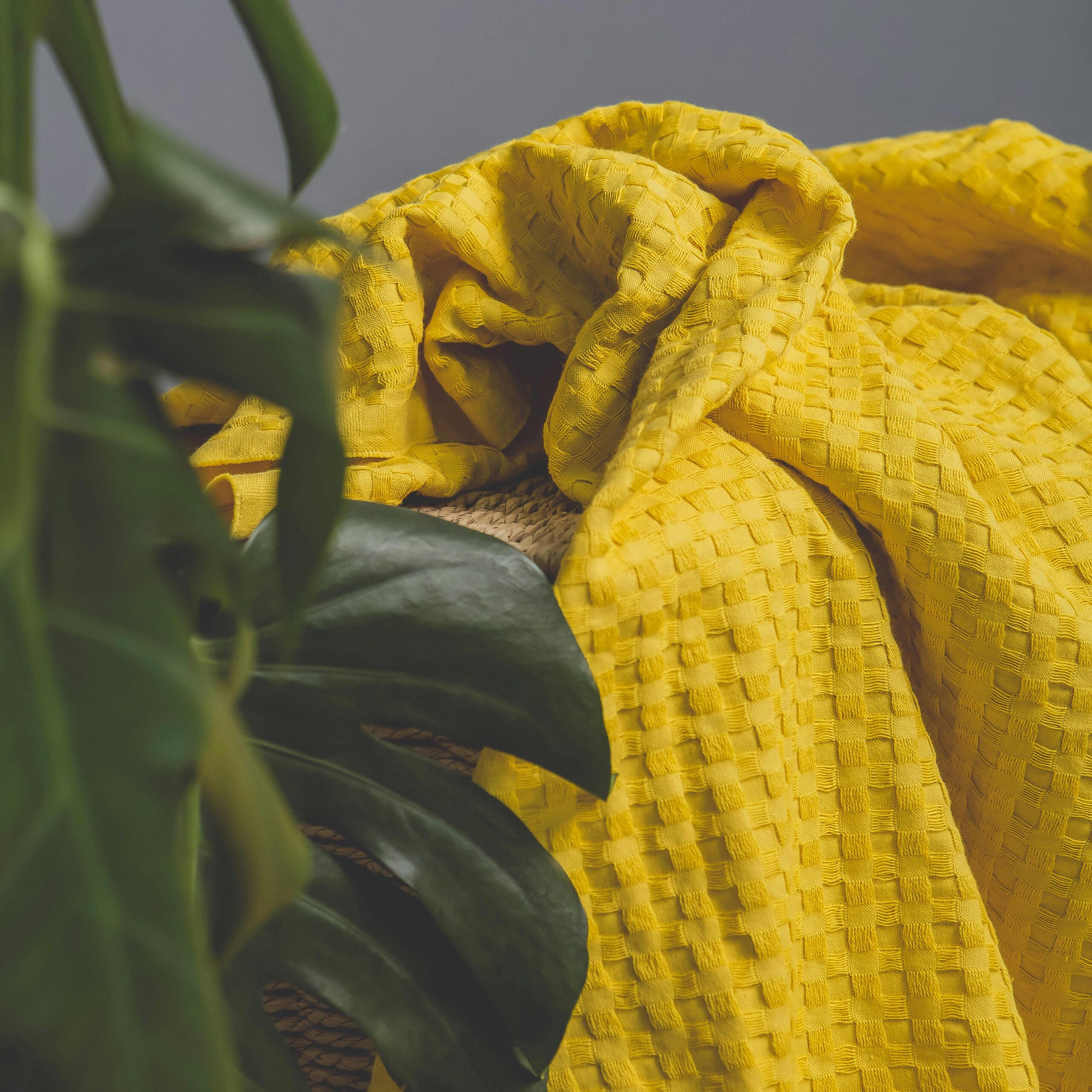Warm yellow textured blanket draped artistically next to lush green plant indoors.