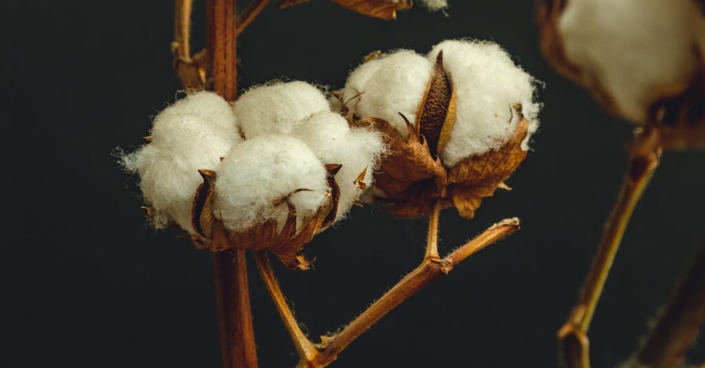 Detailed view of cotton bolls on a branch against a dark background.